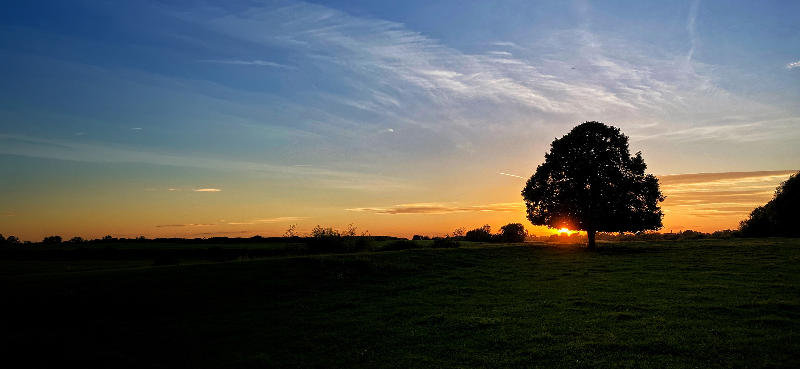 A strong solo tree at sunset representing individual growth and strength